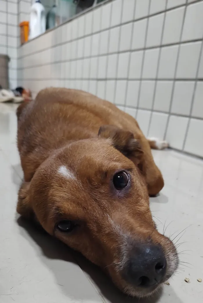 Cachorro ra a Sem raça  idade 2 anos nome Bento