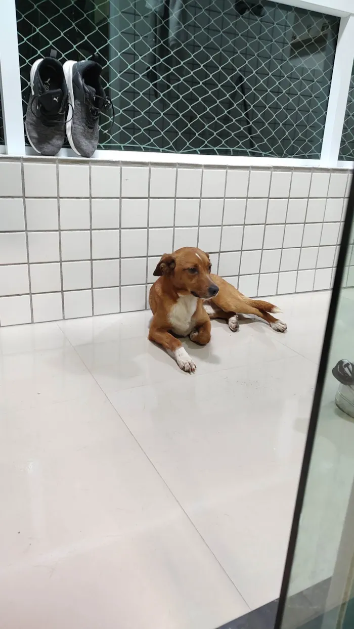 Cachorro ra a Sem raça  idade 2 anos nome Bento