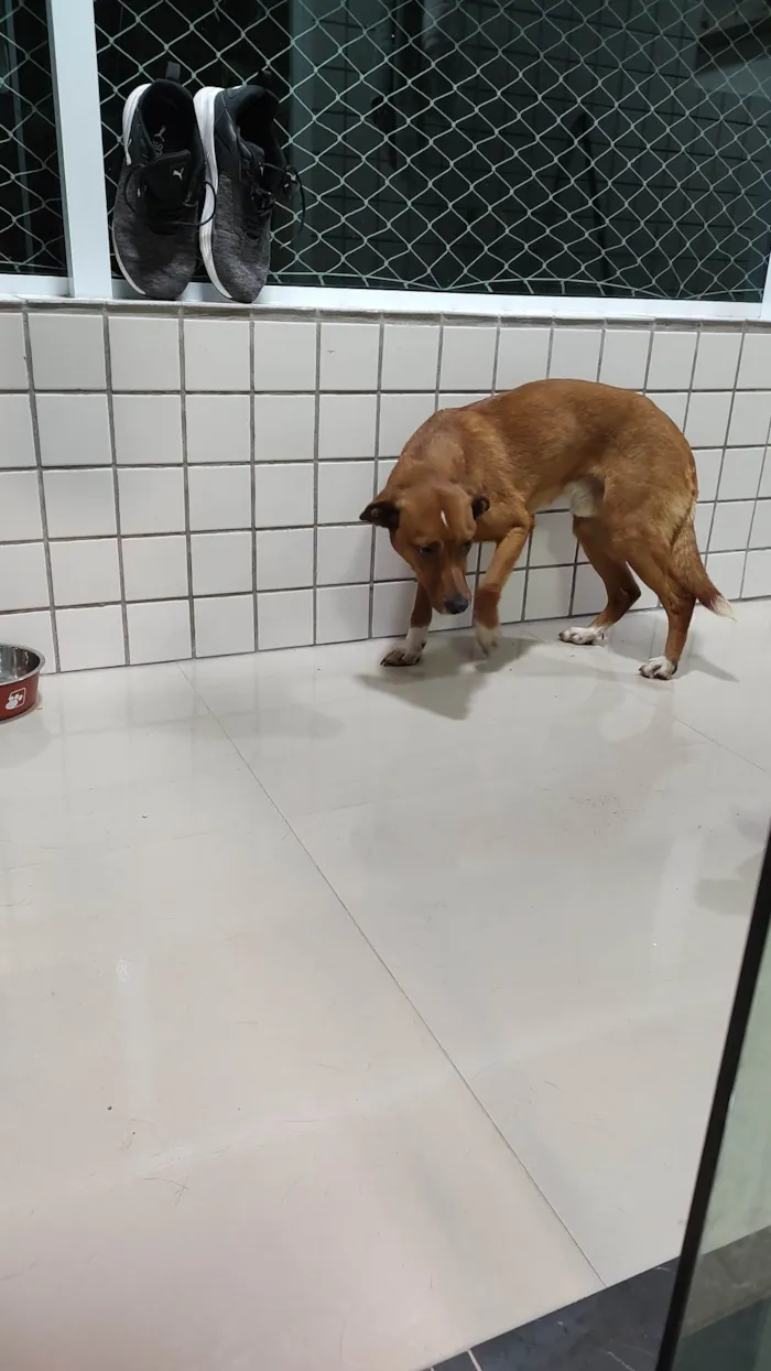 Cachorro ra a Sem raça  idade 2 anos nome Bento