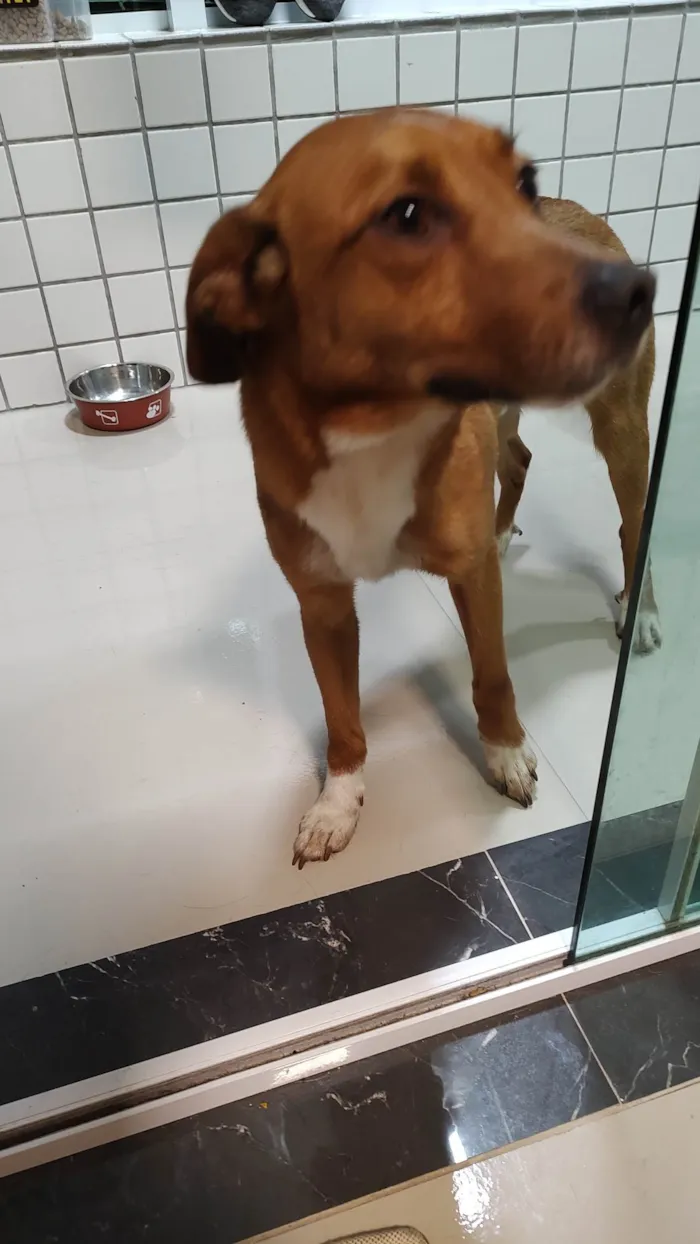 Cachorro ra a Sem raça  idade 2 anos nome Bento