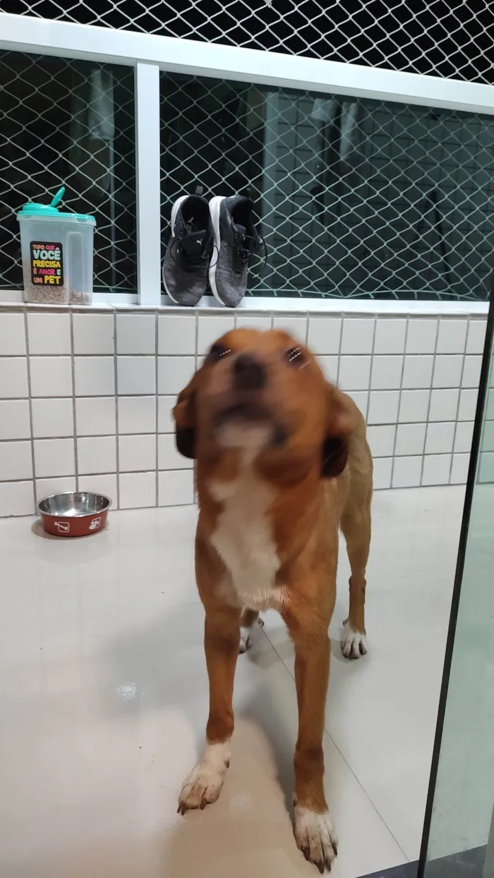 Cachorro ra a Sem raça  idade 2 anos nome Bento
