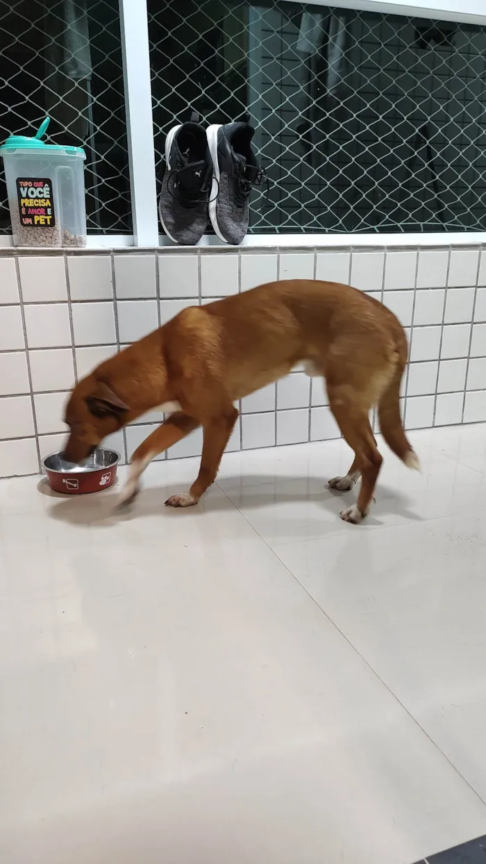 Cachorro ra a Sem raça  idade 2 anos nome Bento