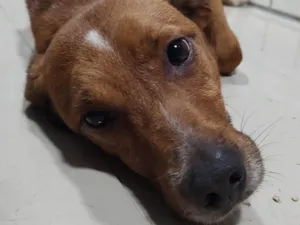 Cachorro raça Sem raça  idade 2 anos nome Bento