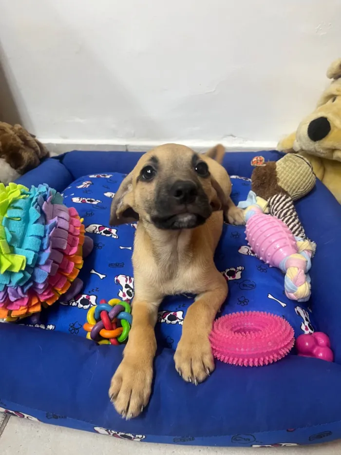 Cachorro ra a SRD-ViraLata idade 2 a 6 meses nome Bill
