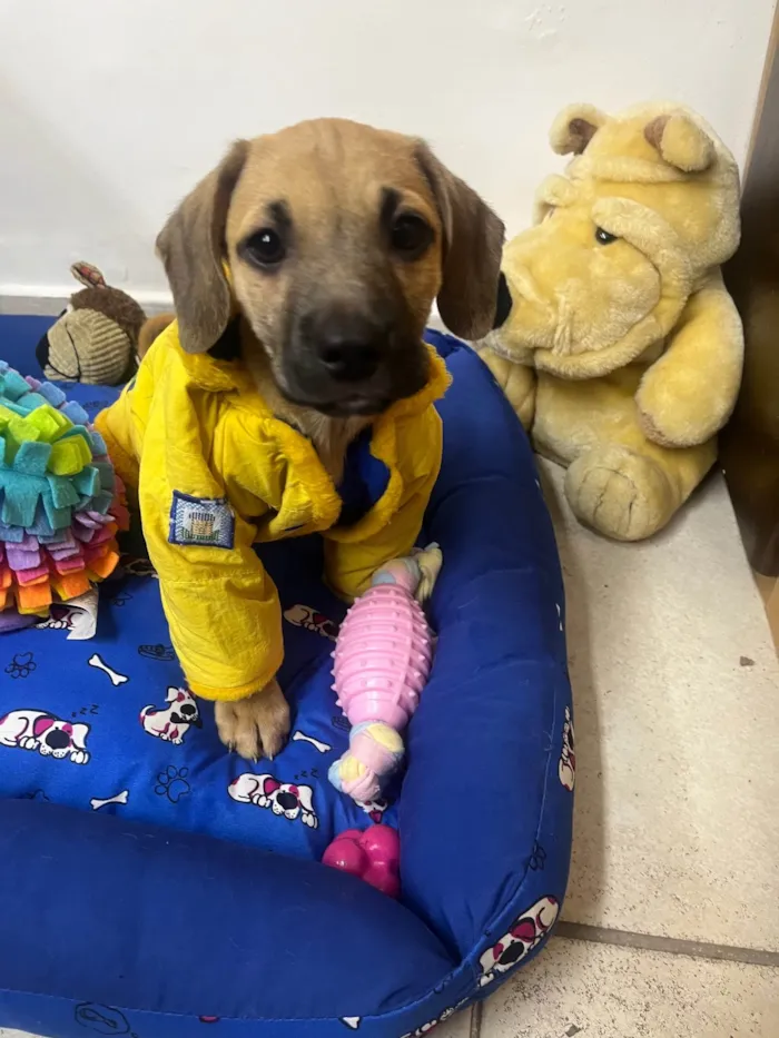 Cachorro ra a SRD-ViraLata idade 2 a 6 meses nome Bill