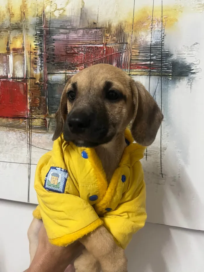 Cachorro ra a SRD-ViraLata idade 2 a 6 meses nome Bill