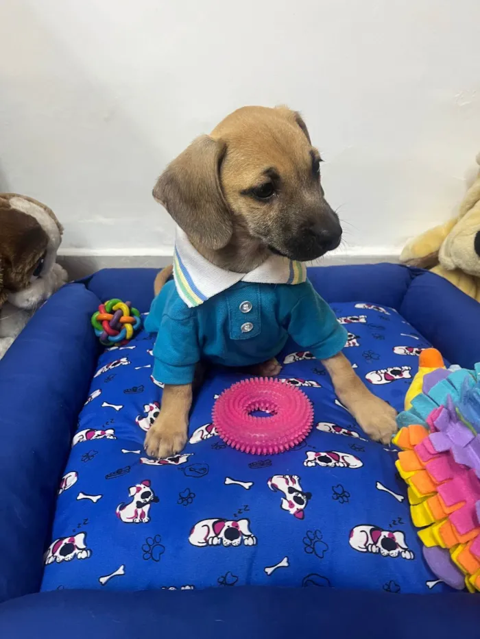 Cachorro ra a SRD-ViraLata idade 2 a 6 meses nome Bill
