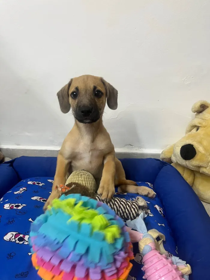 Cachorro ra a SRD-ViraLata idade 2 a 6 meses nome Bill