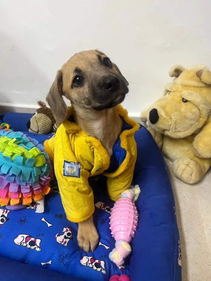 Cachorro ra a SRD-ViraLata idade 2 a 6 meses nome Bill