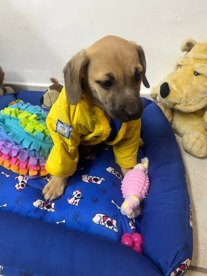 Cachorro ra a SRD-ViraLata idade 2 a 6 meses nome Bill