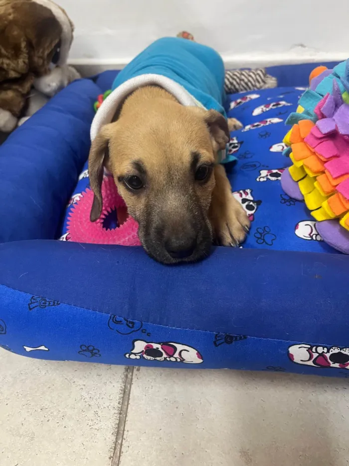 Cachorro ra a SRD-ViraLata idade 2 a 6 meses nome Bill