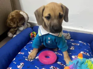 Cachorro raça SRD-ViraLata idade 2 a 6 meses nome Bill