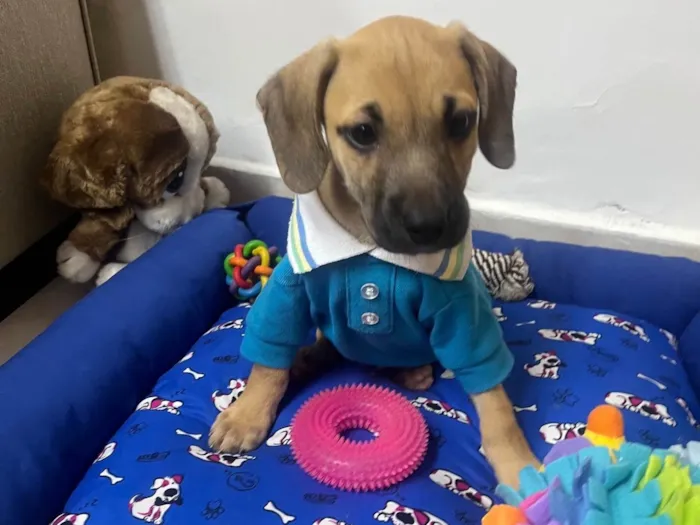 Cachorro ra a SRD-ViraLata idade 2 a 6 meses nome Bill
