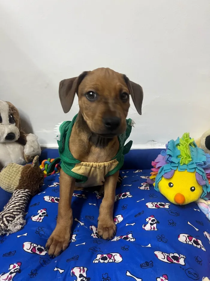 Cachorro ra a SRD-ViraLata idade 2 a 6 meses nome Flynn