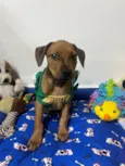 Flynn