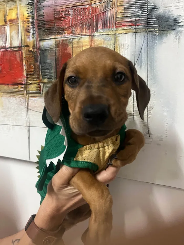 Cachorro ra a SRD-ViraLata idade 2 a 6 meses nome Flynn