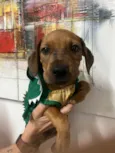 Flynn