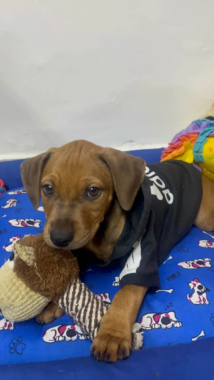 Cachorro ra a SRD-ViraLata idade 2 a 6 meses nome Flynn