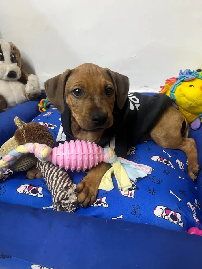 Cachorro ra a SRD-ViraLata idade 2 a 6 meses nome Flynn