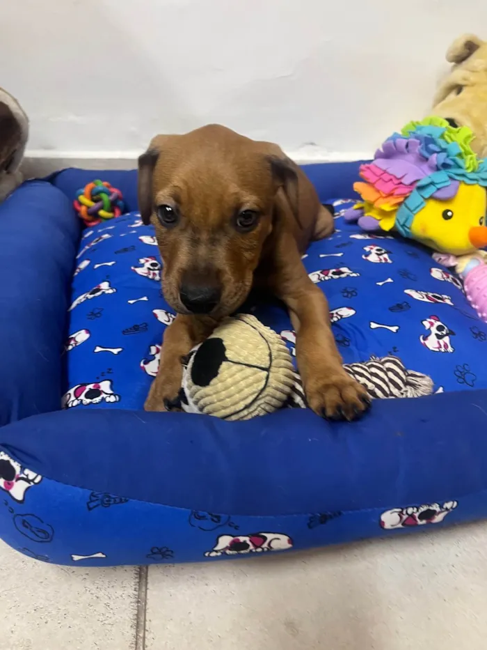 Cachorro ra a SRD-ViraLata idade 2 a 6 meses nome Flynn