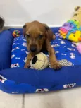 Flynn