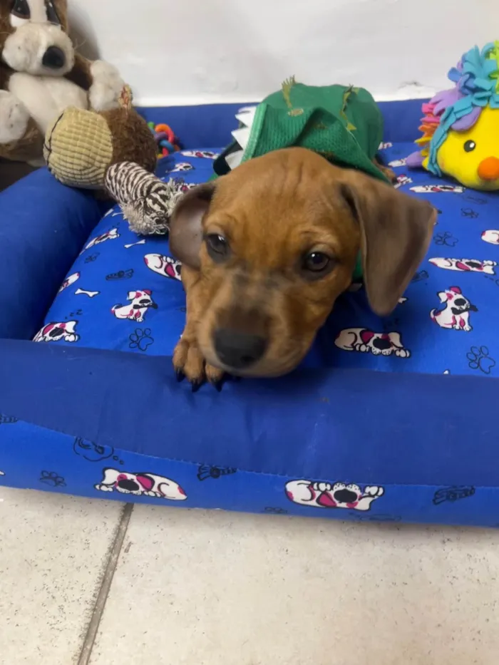 Cachorro ra a SRD-ViraLata idade 2 a 6 meses nome Flynn