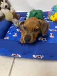 Flynn