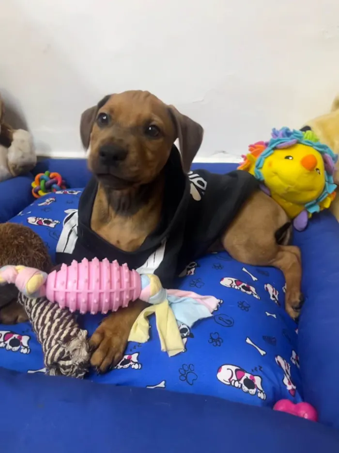 Cachorro ra a SRD-ViraLata idade 2 a 6 meses nome Flynn