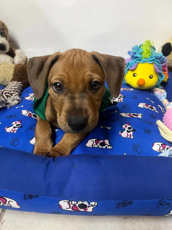 Cachorro ra a SRD-ViraLata idade 2 a 6 meses nome Flynn