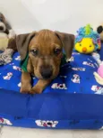 Flynn