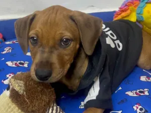 Cachorro raça SRD-ViraLata idade 2 a 6 meses nome Flynn