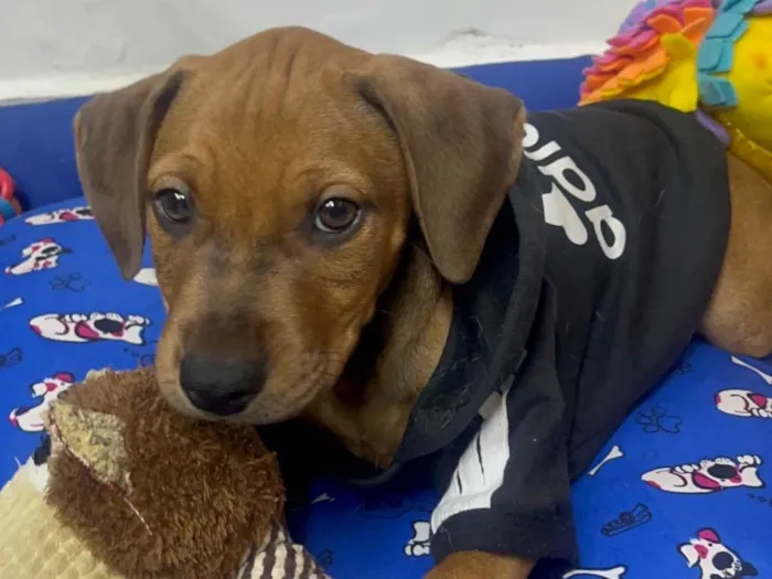Cachorro ra a SRD-ViraLata idade 2 a 6 meses nome Flynn