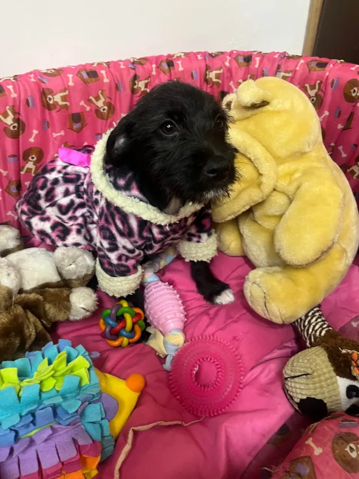 Cachorro ra a SRD-ViraLata idade 2 a 6 meses nome Bell