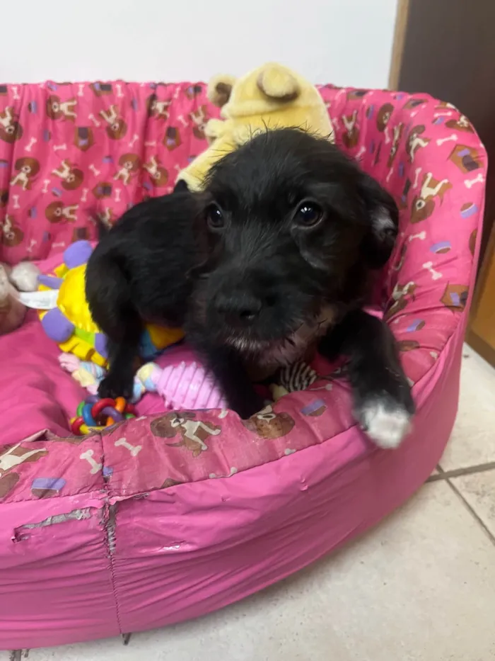 Cachorro ra a SRD-ViraLata idade 2 a 6 meses nome Bell