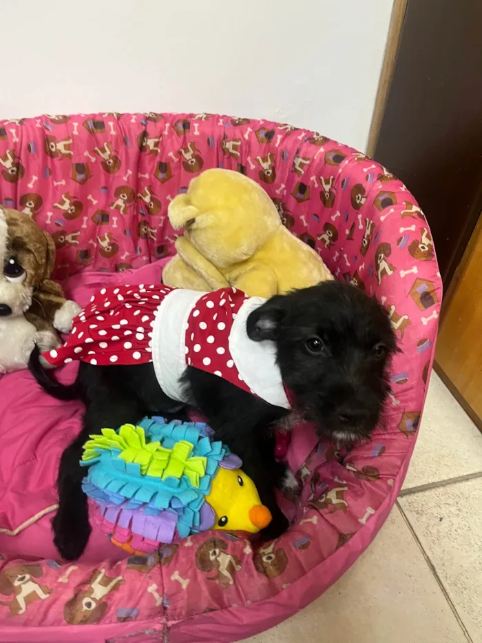 Cachorro ra a SRD-ViraLata idade 2 a 6 meses nome Bell