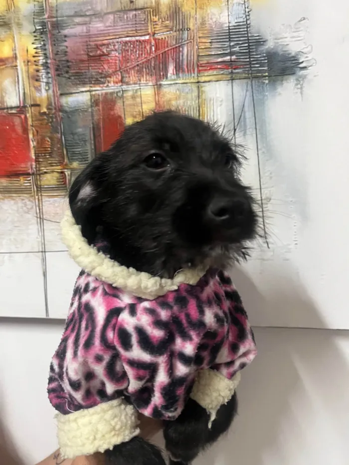 Cachorro ra a SRD-ViraLata idade 2 a 6 meses nome Bell