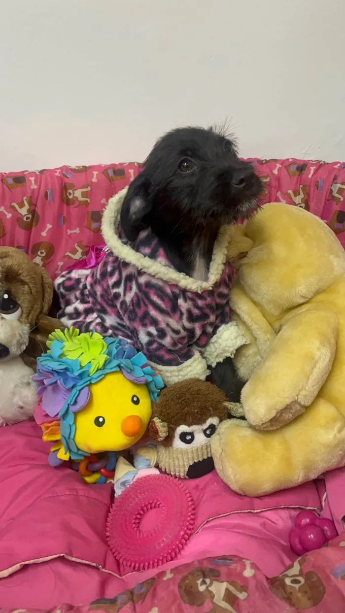 Cachorro ra a SRD-ViraLata idade 2 a 6 meses nome Bell