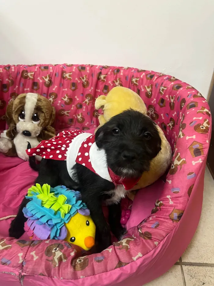 Cachorro ra a SRD-ViraLata idade 2 a 6 meses nome Bell