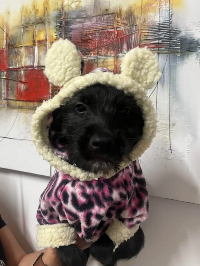 Cachorro ra a SRD-ViraLata idade 2 a 6 meses nome Bell
