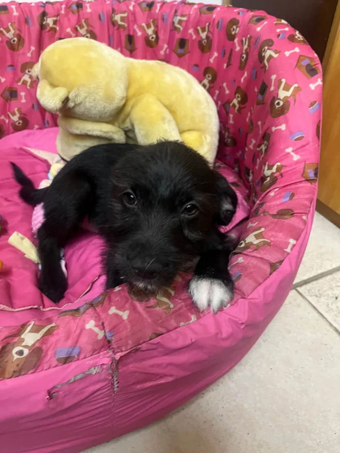 Cachorro ra a SRD-ViraLata idade 2 a 6 meses nome Bell