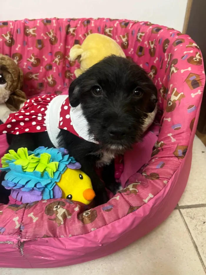 Cachorro ra a SRD-ViraLata idade 2 a 6 meses nome Bell