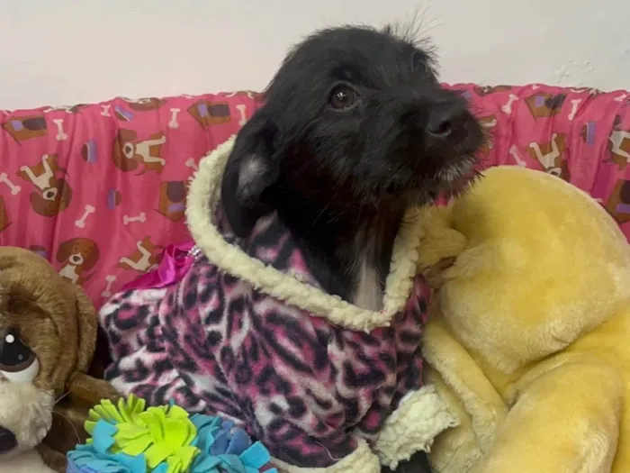Cachorro ra a SRD-ViraLata idade 2 a 6 meses nome Bell