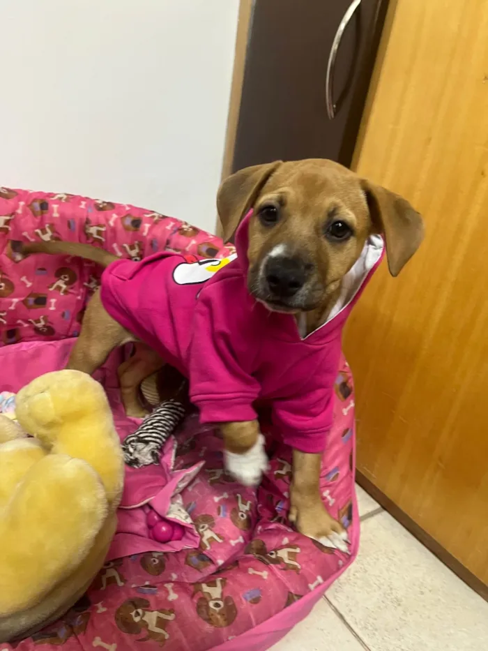 Cachorro ra a SRD-ViraLata idade 2 a 6 meses nome Amy