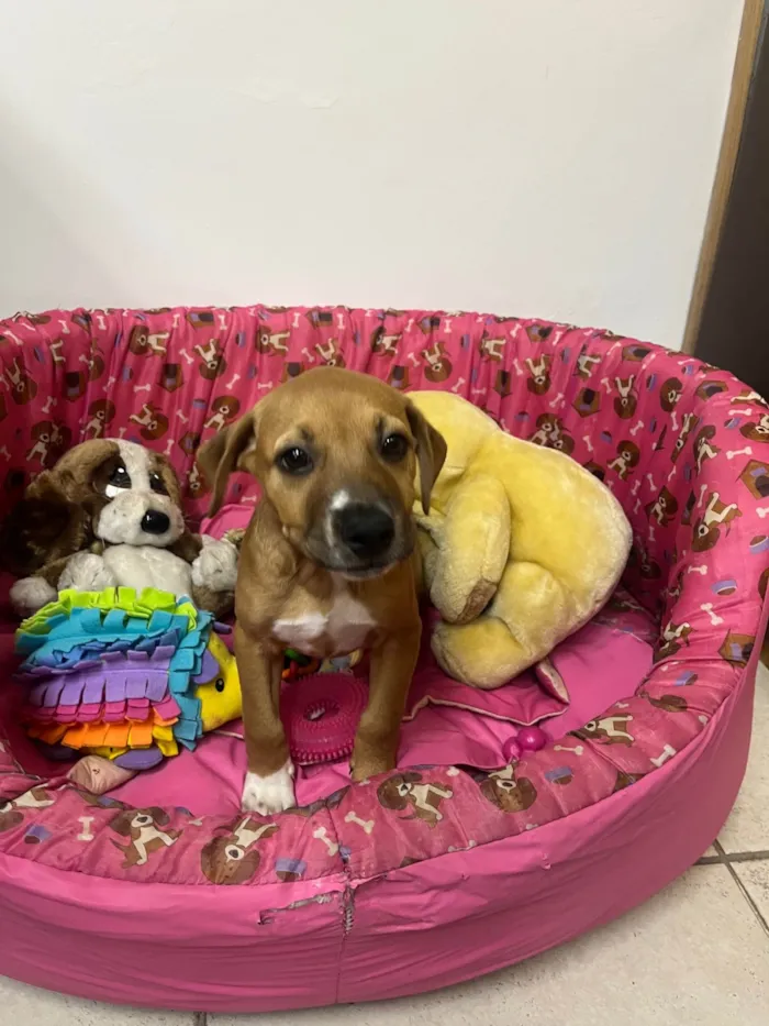 Cachorro ra a SRD-ViraLata idade 2 a 6 meses nome Amy