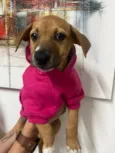 Amy