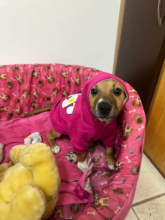 Cachorro ra a SRD-ViraLata idade 2 a 6 meses nome Amy