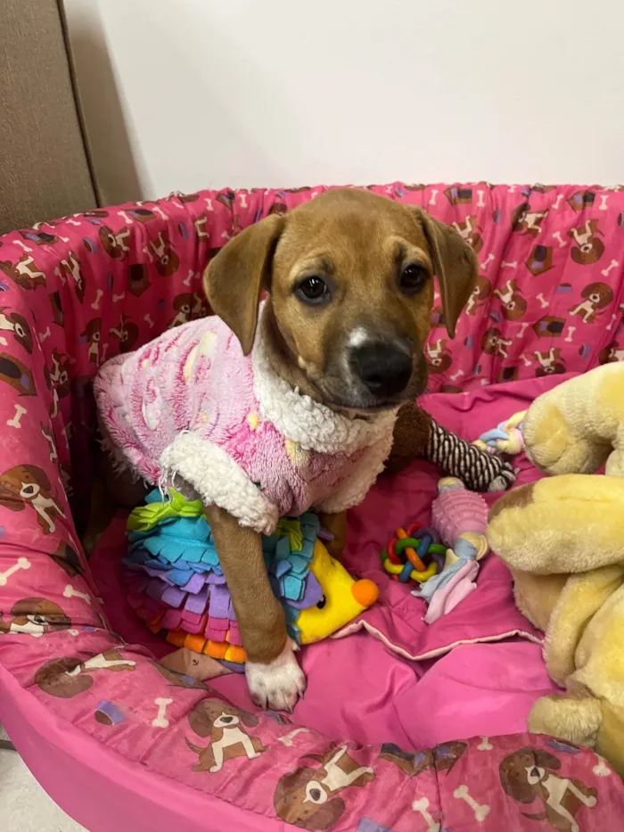 Cachorro ra a SRD-ViraLata idade 2 a 6 meses nome Amy
