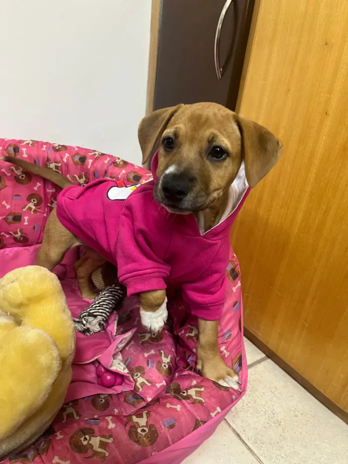 Cachorro ra a SRD-ViraLata idade 2 a 6 meses nome Amy