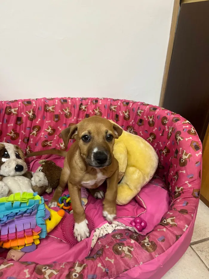 Cachorro ra a SRD-ViraLata idade 2 a 6 meses nome Amy
