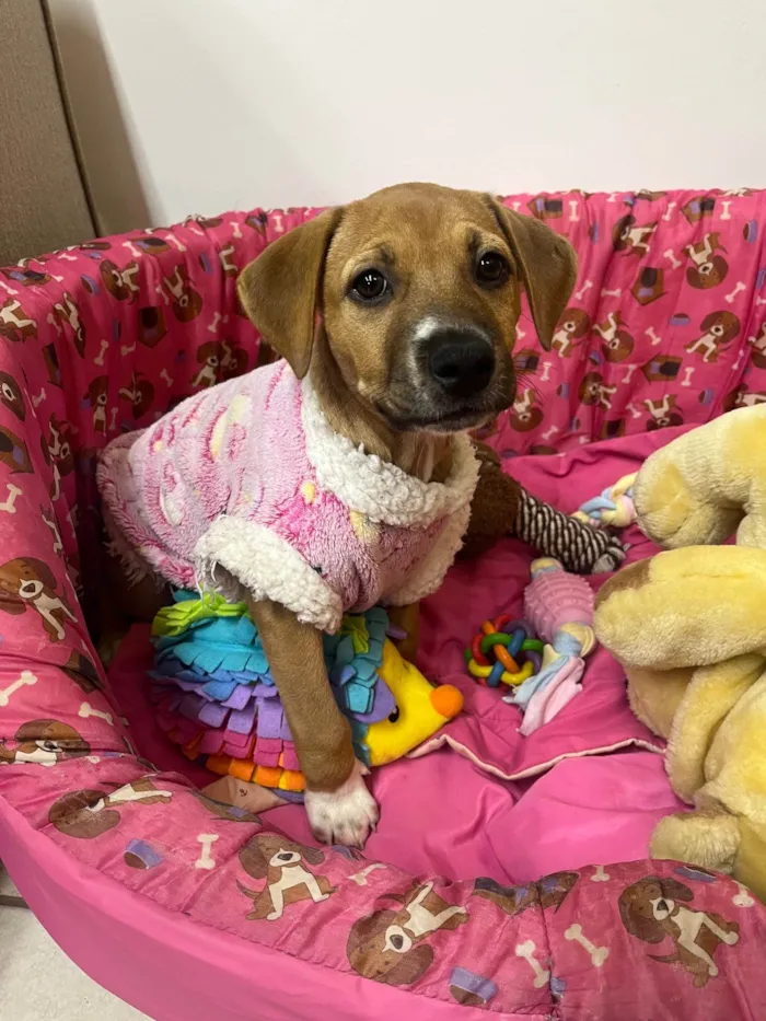Cachorro ra a SRD-ViraLata idade 2 a 6 meses nome Amy